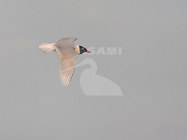 Adult Mediterranean Gull (Ichthyaetus melanocephalus) in breeding plumage in flight in the Netherlands. stock-image by Agami/Marc Guyt,