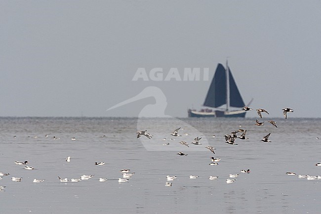 Bonte Strandlopers en Zilverplezieren vliegend; Dunlin and Grey Plovers flying stock-image by Agami/Marc Guyt,