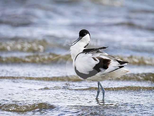 Pied Avocet, Recurvirostra avosetta. stock-image by Agami/Hans Germeraad,