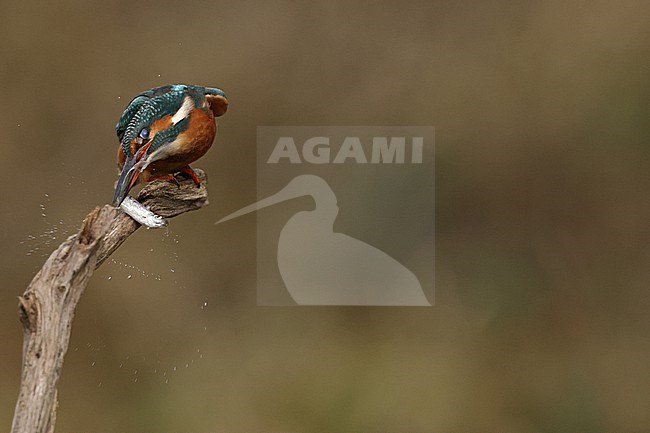 Juvenile or female Common Kingfischer (Alcedo atthis) perching on a branch knocking a small fish on the branch to numb or kill the fish stock-image by Agami/Mathias Putze,