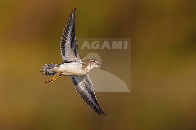 Common Sandpiper, Actitis hypoleucos, in Italy. stock-image by Agami/Daniele Occhiato,