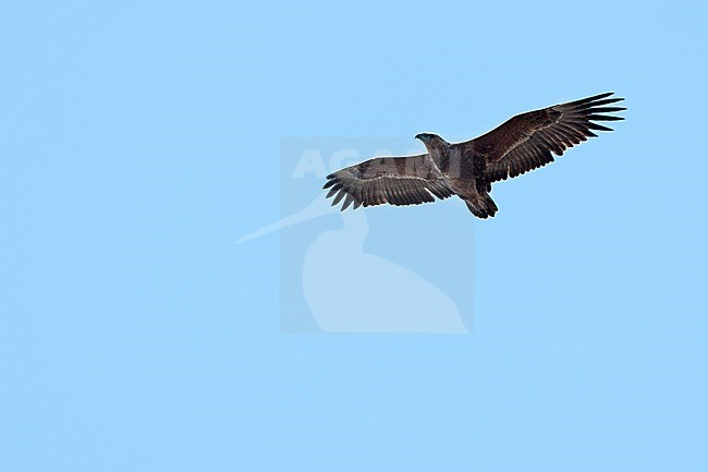 Bateleur (Terathopius ecaudatus) in flight against clear blue sky stock-image by Agami/Caroline Piek,