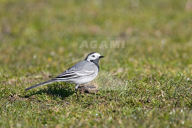 White Wagtail walking on the ground; Witte Kwikstaart lopend op de grond stock-image by Agami/Marc Guyt,