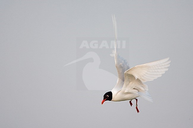 Mediterranean Gull adult flying; Zwartkopmeeuw volwassen vliegend stock-image by Agami/Marc Guyt,