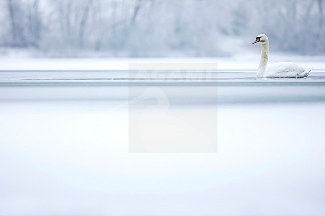 Mute Swan (Cygnus olor) swimming on frozen lake in snow covered landscape in France. stock-image by Agami/Ralph Martin,