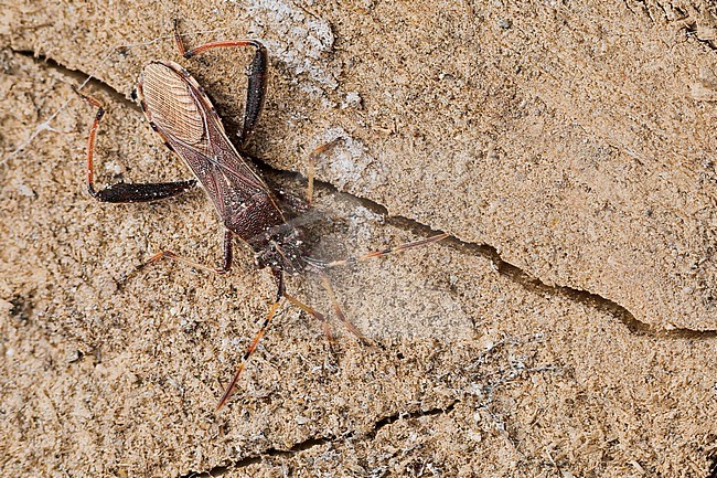 Camptopus lateralis, Broad-headed bug, imago stock-image by Agami/Ralph Martin,