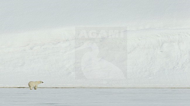 Mannetje IJsbeer, Male Polar Bear stock-image by Agami/Danny Green,