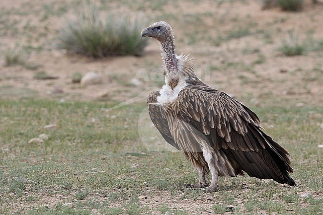 Himalayan Griffon Vulture, Gyps himalayensis, in Mongolia. stock-image by Agami/James Eaton,