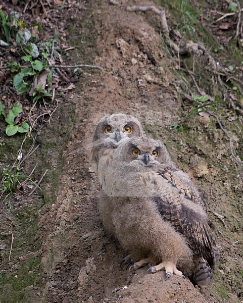 Twee jonge Oehoes bij nest, Twe young Eagle-Owls at nest stock-image by Agami/Han Bouwmeester,