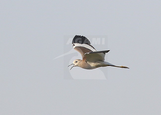 Volwassen Witstaartkievit in vlucht; Adult White-tailed Lapwing (Vanellus leucurus) in flight stock-image by Agami/James Eaton,