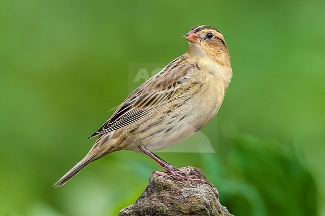 Bobolink (Dolichonyx oryzivorus) perched on a wall in Cape Verdian farm fields near Vila Do Corvo, Corvo, Azores, Portugal. stock-image by Agami/Vincent Legrand,