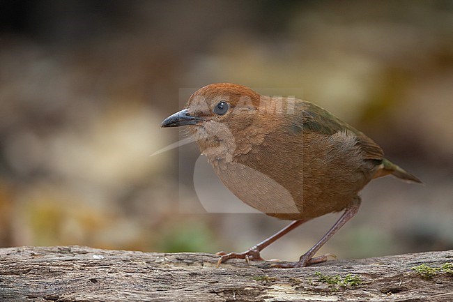 Rusty-naped Pitta (Hydrornis oatesi) at Doi Lang, Thailand stock-image by Agami/Helge Sorensen,