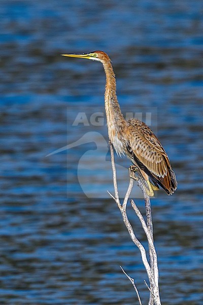 Immature Bourne's Heron in Barragem de Poilao, Santiago, Cape Verde. stock-image by Agami/Vincent Legrand,