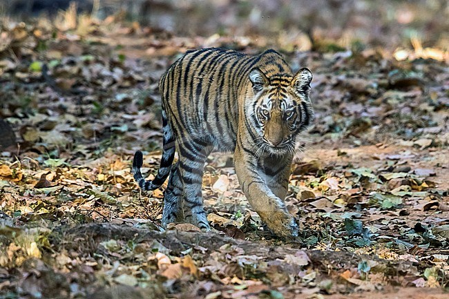 One-year cub Bengal Tiger near his mother sitting on trail in Tala, Bandavgarh, India. March 10, 2017. stock-image by Agami/Vincent Legrand,