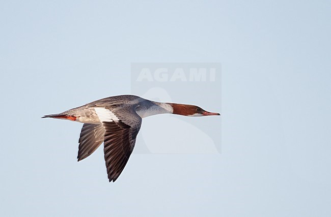 Vrouwtje Grote Zaagbek in de vlucht; Female Goosander in flight stock-image by Agami/Markus Varesvuo,