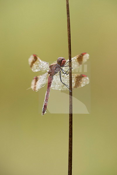 Bandheidelibel; Bandeddarter; stock-image by Agami/Walter Soestbergen,