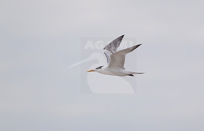 Royal Tern (Thalasseus maximus), in flight at Cape May, New Jersey, USA stock-image by Agami/Helge Sorensen,