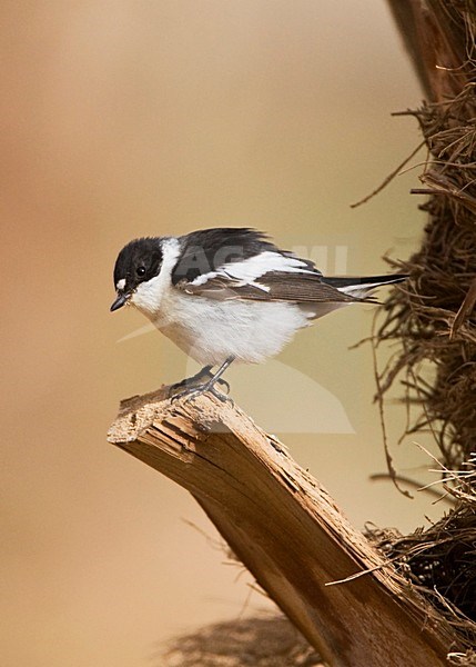 Balkanvliegenvanger mannetje zittend op palmtak; Semi-collared Flycatcher male perched on palmbranch stock-image by Agami/Marc Guyt,