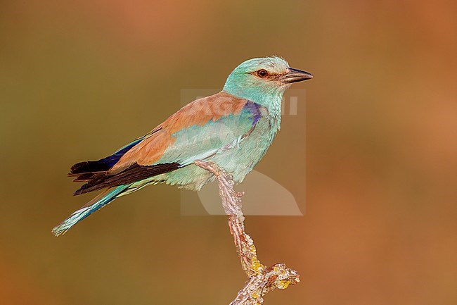 European Roller (Coracias garrulus), side view of an adult male perched on a dead branch, Campania, Italy stock-image by Agami/Saverio Gatto,