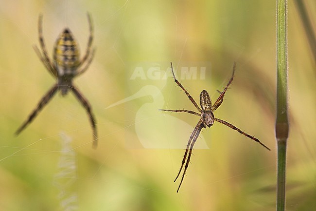 Mannetje en vrouwtje Wespenspin; Male and female Wasp Spider stock-image by Agami/Rob Olivier,