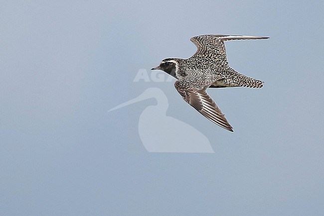 European Golden Plover (Pluvialis apricaria), adult in flight, seen from the side, showing upperwing. stock-image by Agami/Fred Visscher,