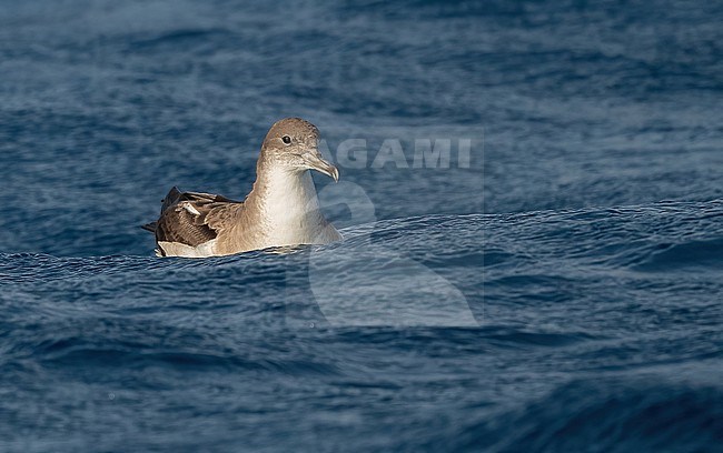 Cape Verde Shearwater (Calonectris edwardsii) is an endemic breeding bird. A recent split and part of the 'cory shearwater complex'  with Cory's and Scopoli's Shearwater. stock-image by Agami/Eduard Sangster,