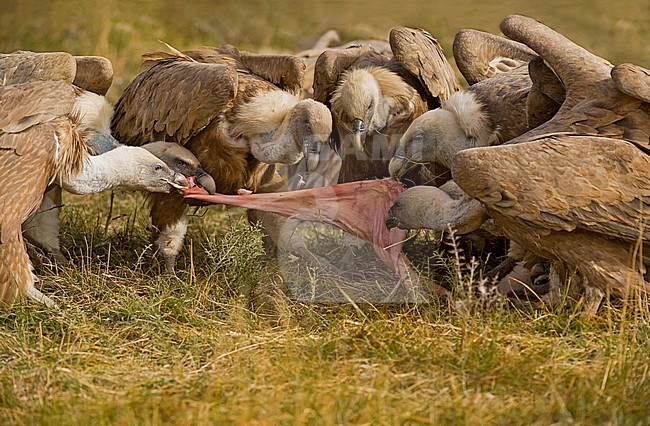Griffon Vulture, Gyps fulvus stock-image by Agami/Alain Ghignone,