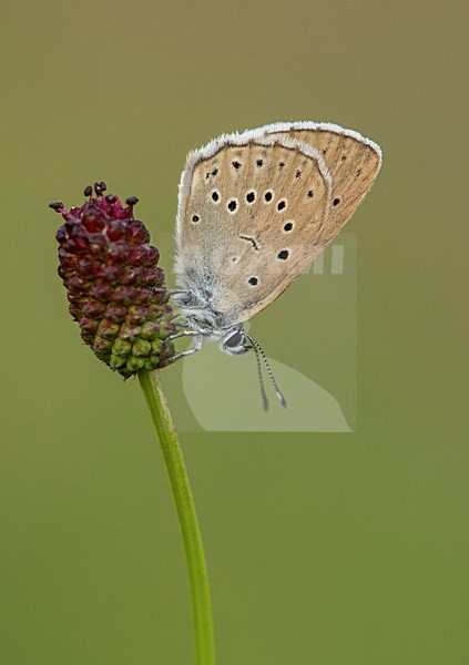 Pimpernelblauwtje op de grote pimpernel / Scarce large blue on the great burnet stock-image by Agami/Bas Mandos,