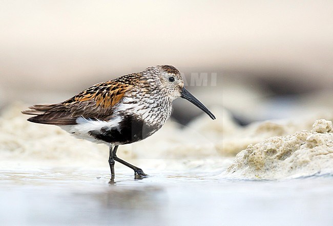 Adult in breeding plumage Dunlin (Calidris alpina) in Wadden Sea of Germany. stock-image by Agami/Ralph Martin,