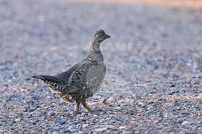 Adult female
Boulder Co., CO
June 2023 stock-image by Agami/Brian E Small,