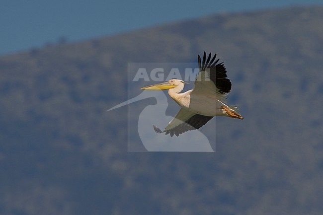 Volwassen Roze Pelikaan in de vlucht; Adult Great White Pelican in flight stock-image by Agami/Daniele Occhiato,