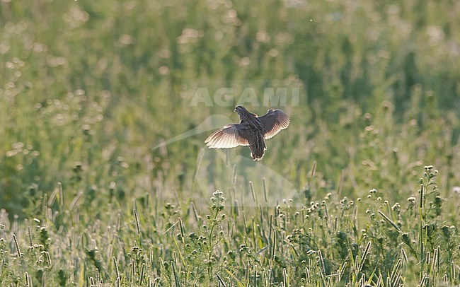 Common Quail (Coturnix coturnix) in flight, photo above of a landing bird. Finland stock-image by Agami/Markku Rantala,