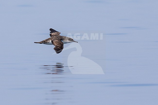 Moulting Yelkouan shearwater (Puffinus yelkouan) flying, with the sea as background, in Southern France. stock-image by Agami/Sylvain Reyt,