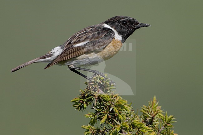 European Stonechat male perched; Roodborsttapuit man zittend stock-image by Agami/Daniele Occhiato,