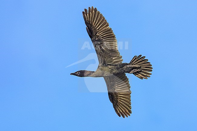 Pygmy Cormorant, Microcarbo pygmeus, in Italy. stock-image by Agami/Daniele Occhiato,