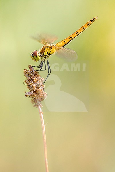 Spotted Darter, Marshland Darter, Sympetrum depressiusculum stock-image by Agami/Wil Leurs,