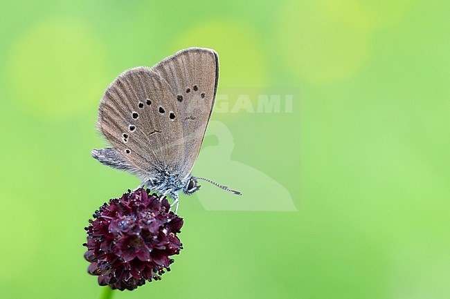 Female  Dusky Large Blue butterfly feeds on a Great Burnet flower. stock-image by Agami/Wil Leurs,