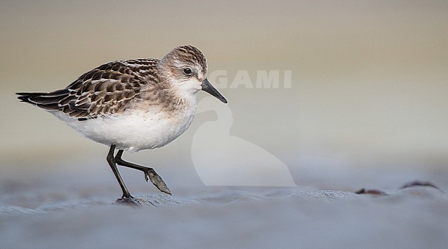 Semipalmated Sandpiper (Calidris pusilla) stock-image by Agami/Ian Davies,