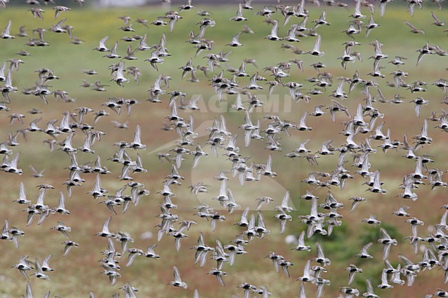 Groep Bonte Strandlopers op hoogwatervluchtplaats; Group of Dunlin at hight tide roost stock-image by Agami/Arie Ouwerkerk,