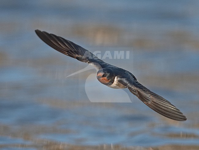 Boerenzwaluw vliegend boven water; Barn Swallow flying over water stock-image by Agami/Jari Peltomäki,
