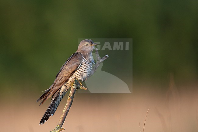 Adult female Common Cuckoo ( Cuculus canorus) perched on a stick in a meadow at North Zealand, Denmark stock-image by Agami/Helge Sorensen,