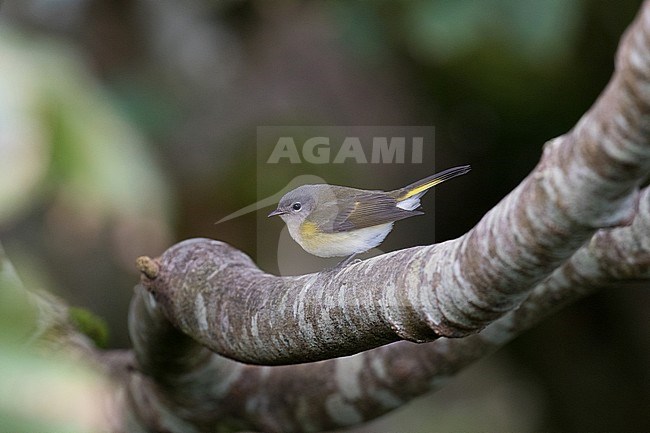 Rare vagrant American Redstart (Setophaga ruticilla) perched in a tree on the island Barra in the Outer Hebrides during autumn. First-winter seen from the side. stock-image by Agami/Josh Jones,
