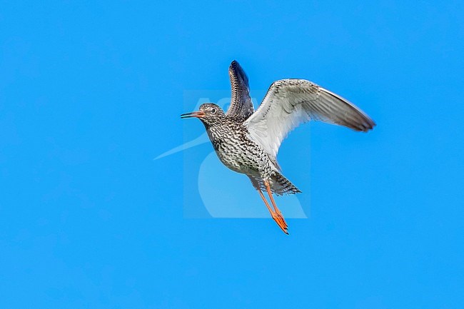 Central Asian Common Redshank flying over a grassland in Ekaterinburg, Russia. June 2016. stock-image by Agami/Vincent Legrand,