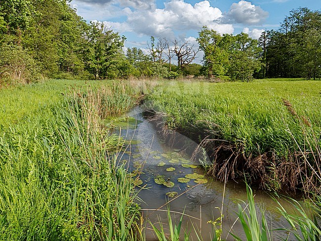 Gastersche Diep, a brook in the National Park Drentsche AA, part of the Drentsche AA, on a sunny, partly cloudy day stock-image by Agami/Rob Riemer,