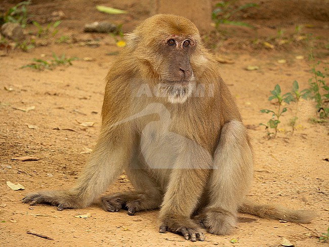 Assam macaque (Macaca assamensis) stock-image by Agami/Hans Germeraad,