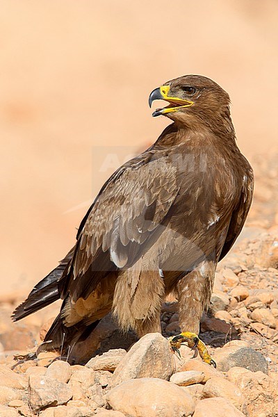 Steppe Eagle, Standing on the ground, Salalah, Dhofar, Oman (Aquila nipalensis) stock-image by Agami/Saverio Gatto,