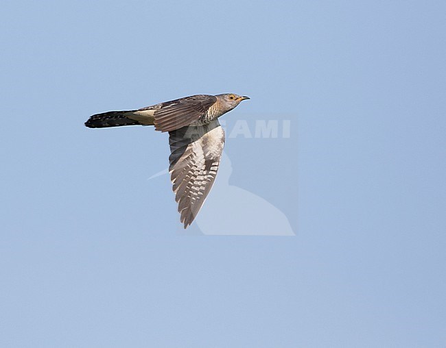 Oriental Cuckoo - Hopfkuckuck - Cuculus saturatus ssp. optatus, Russia, adult female stock-image by Agami/Ralph Martin,