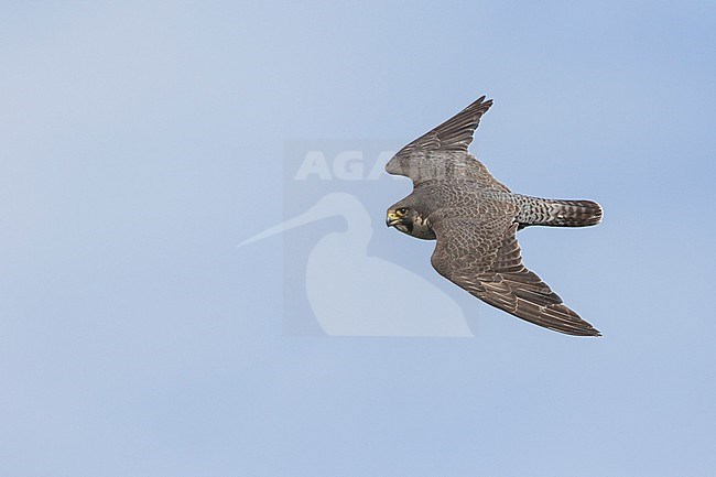 Peregrine Falcon - Wanderfalke - Falco peregrinus ssp. peregrinus, Russia (Ural), adult in flight stock-image by Agami/Ralph Martin,