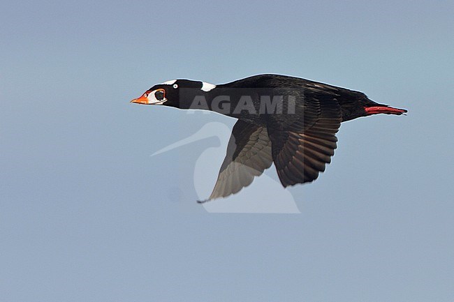 Surf Scoter (Melanitta perspicillata) flying over the Hudson's Bay in Churchill Manitoba, Canada. stock-image by Agami/Glenn Bartley,