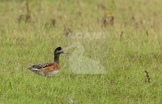 Adult male wigeon hybrid near Deventer, Netherlands stock-image by Agami/Edwin Winkel,